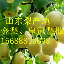 山東莒縣農副產品購銷處 深耕綠色源頭，傳遞健康滋味